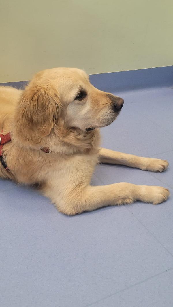 Casper, un Golden Retriever bello da impazzire Foto 3